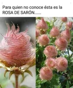 La rosa de saron en la biblia
