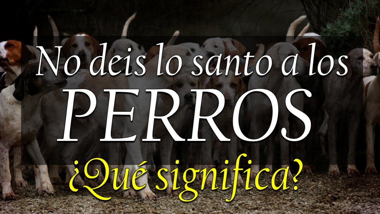 Qué significa no deis lo santo a los perros 》 - La Luz de la Religión