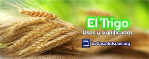 Qué significado tiene el trigo en la biblia
