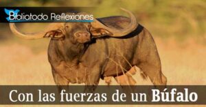 Que simboliza el bufalo en la biblia