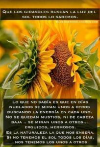 Significado del girasol en la biblia